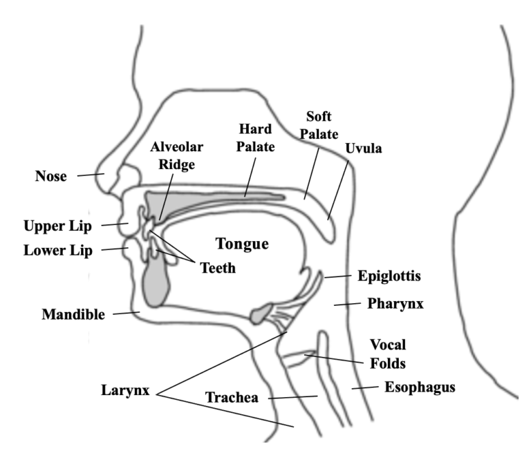 Articulation Therapy - Global Speech Therapy