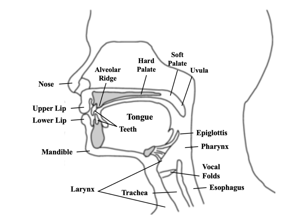 A Speech-Language Pathologist's Secret to Accent Training - Global ...