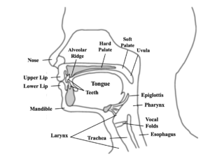 articulators-for-accent-training