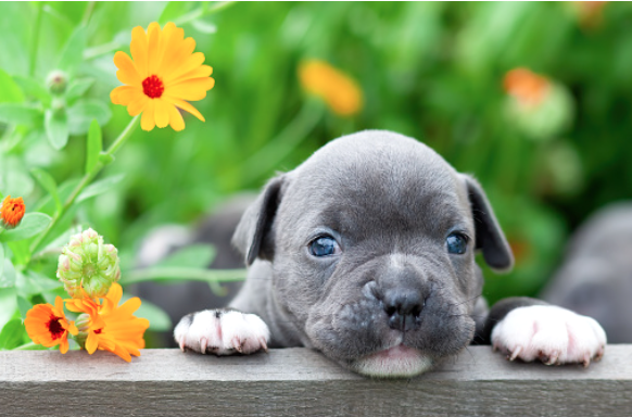 puppy in flowers