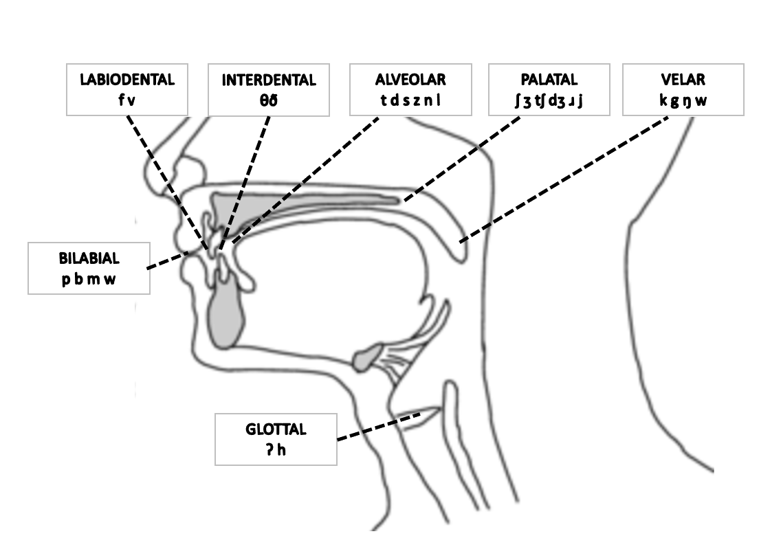 Phonetics What Is IPA Global Speech Therapy Phonetics What Is IPA Global Speech Therapy