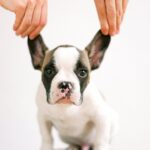 person holding the ears of a bulldog puppy